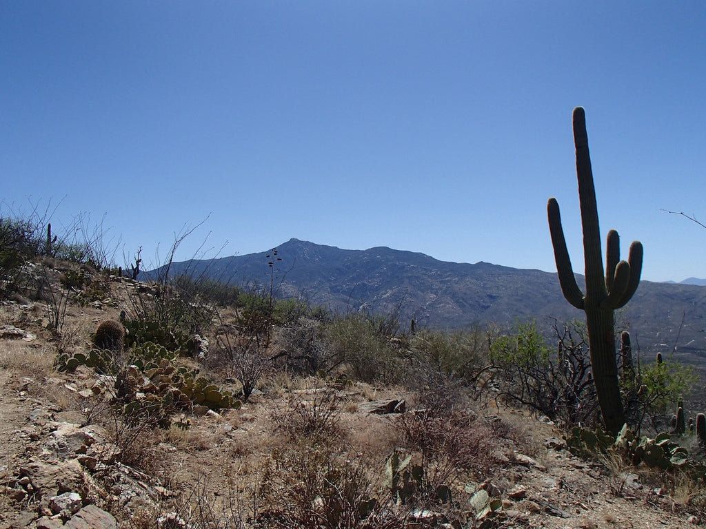 Spring Is for Hiking: 2 Tune-Up Hikes in Tucson